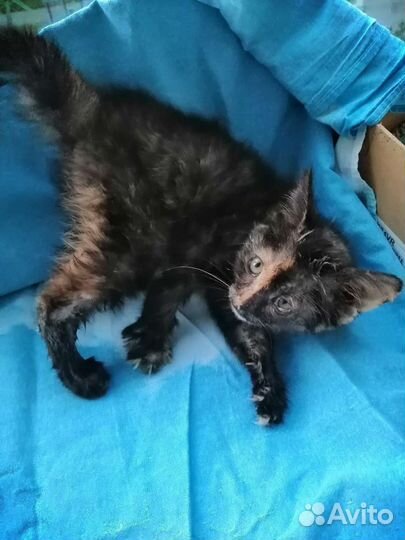 Котенок бесплатно