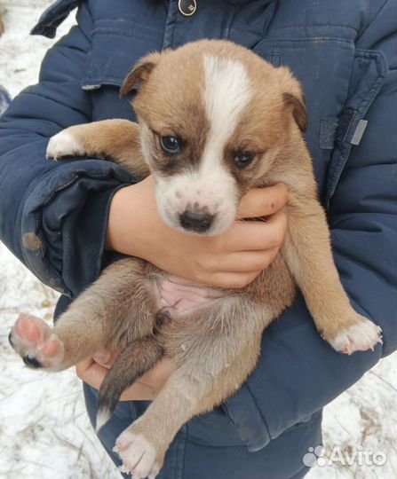 Щенки в добрые руки