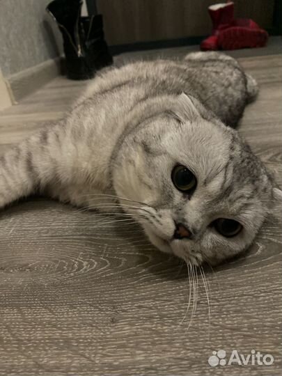 Шотландский вислоухий кот вязка