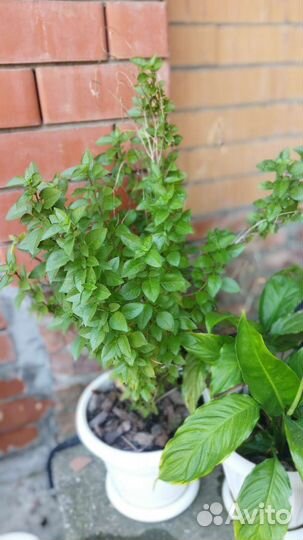 Кипрский базилик