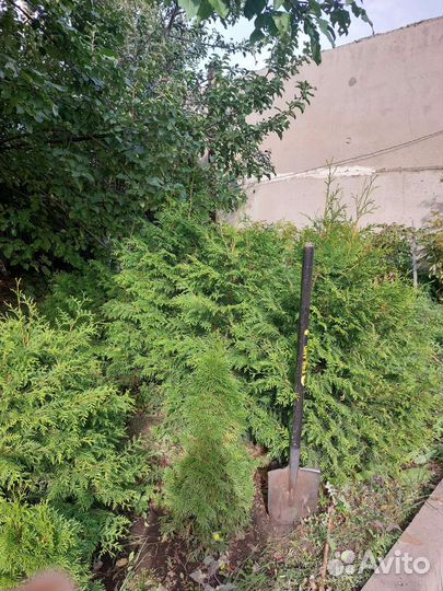 Туя западная брабант