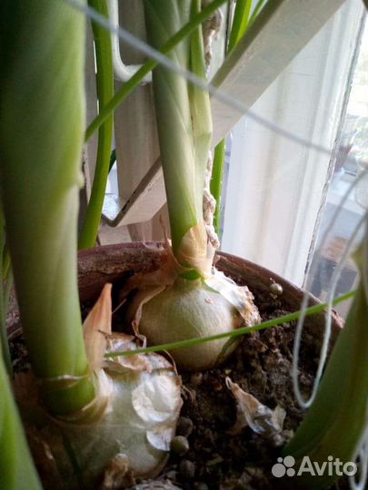 Индийский лук, лечебный