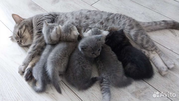 Шотландские вислоухие котята