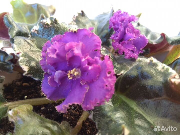 Сортовые фиалки