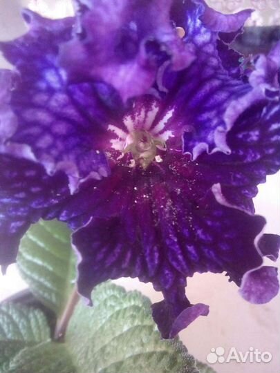 Стрептокарпус