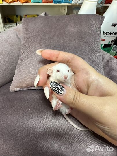 Крыса дамбо