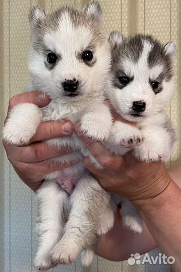 Сибирский хаски