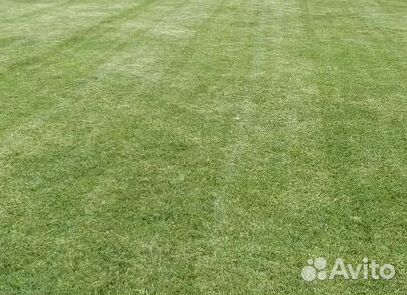 Газон от производителя