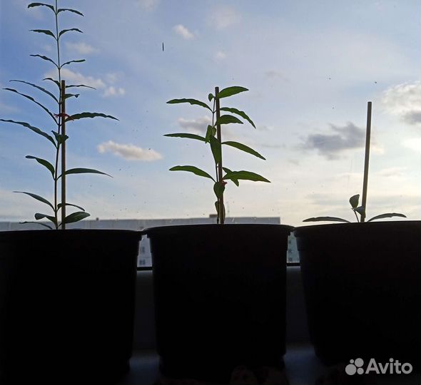 Гранатовое дерево