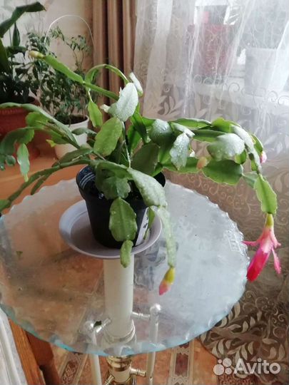 Декабрист шлюмбергера