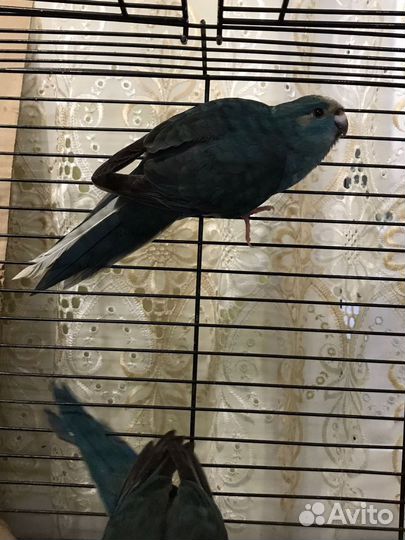 Ручные попугаи какарики