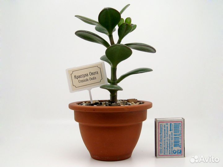 14 см Крассула Овата. Денежное дерево. Суккулент