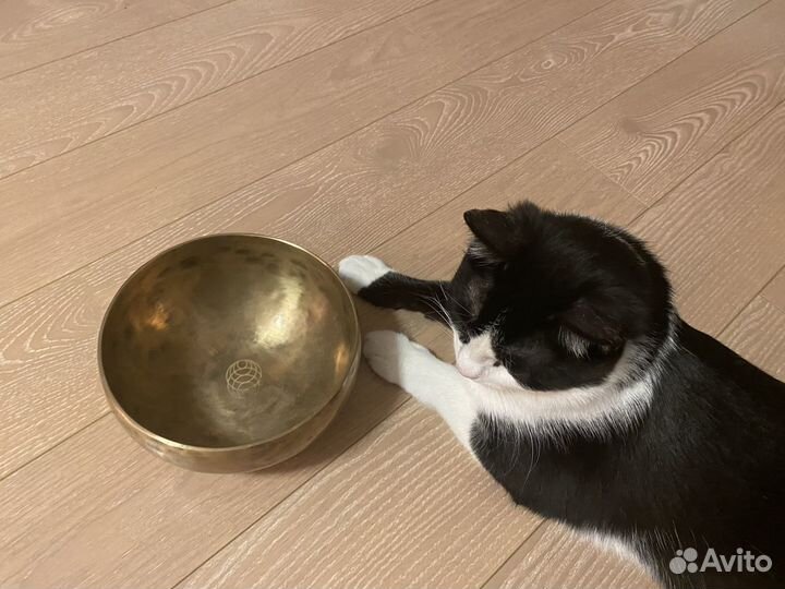 Тибетские поющие чаши, аренда