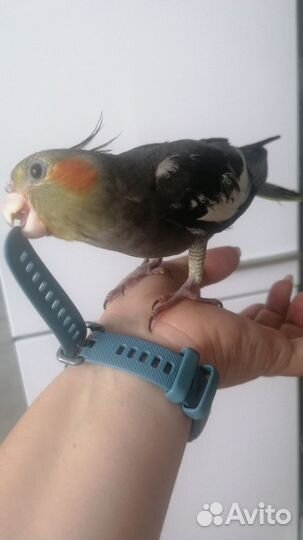 Ручные птенцы кореллы