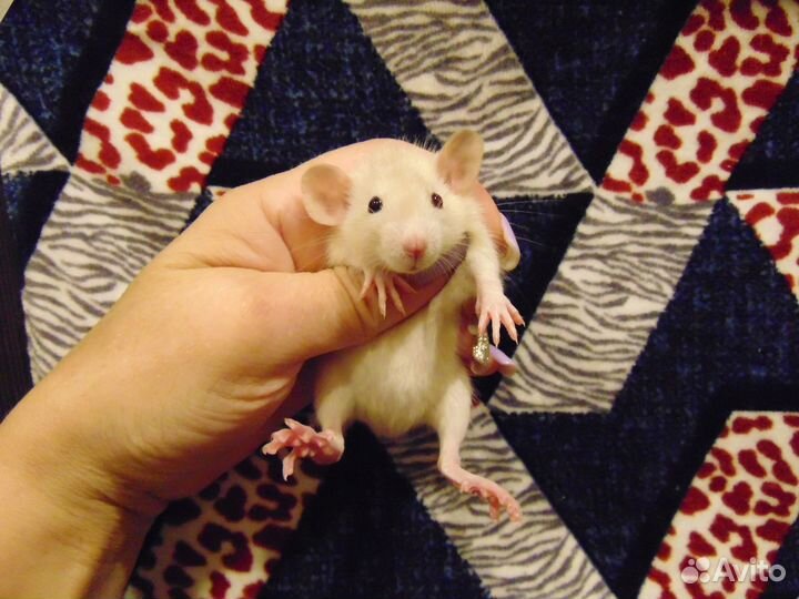 Крысы, крысята дамбо, клетки