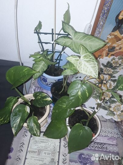 Сциндапсус вариегатный, сингониум