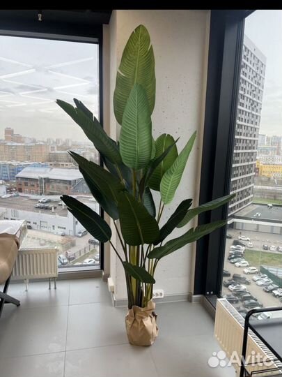 Искусственные растения. Банановая пальма/Стрелиция