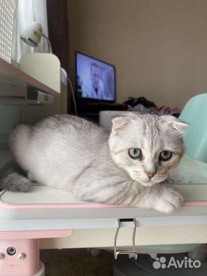 Шотландский вислоухий кот