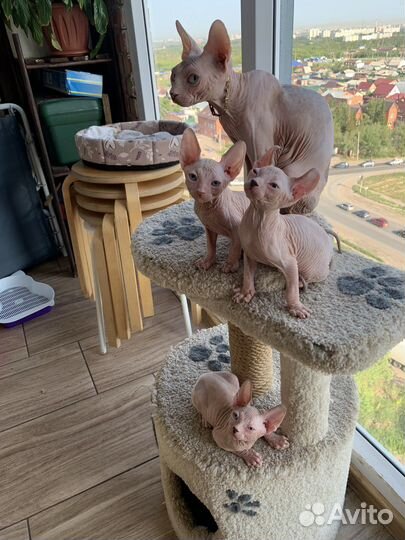 Котята канадский сфинкс эльф