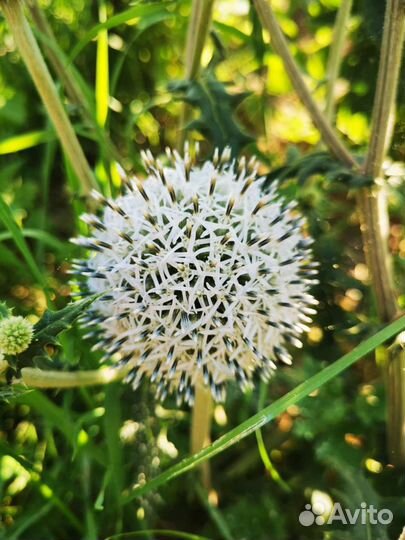 Семена мордовника шароголового