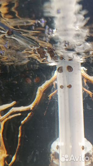 Улитки катушки