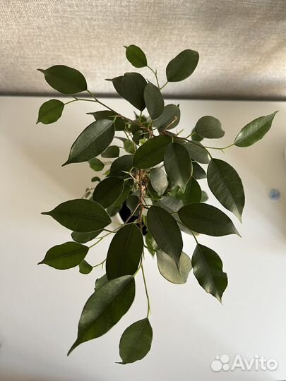 Фикус бенджамина