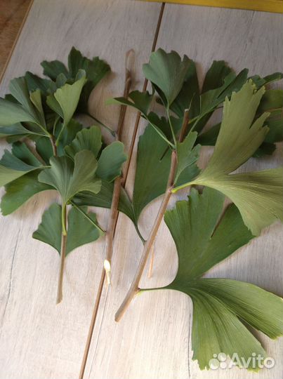 Гинкго билоба черенки для укоренения