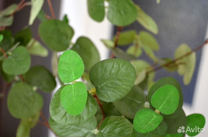 Эвкалипт растение фейка IKEA