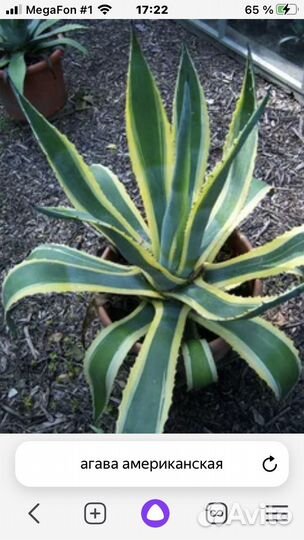 Комнатные растения цветы