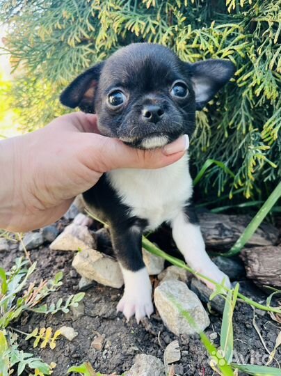 Чихуахуа мальчик мини