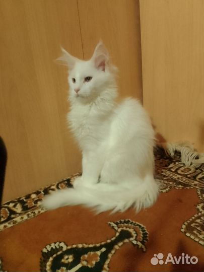 Котята мейн-кун