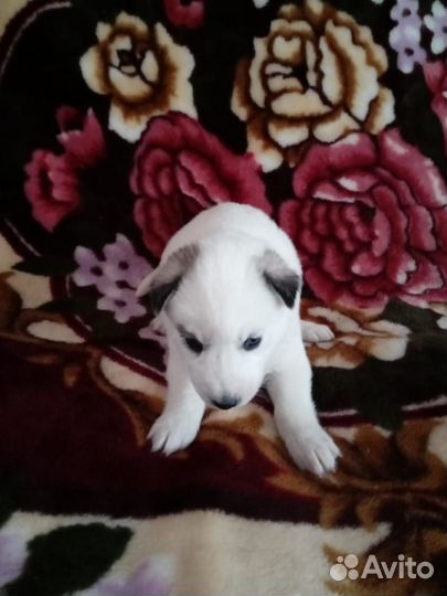 Щенки Хаски