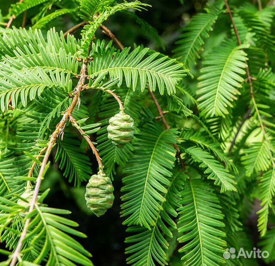 Метасеквойя