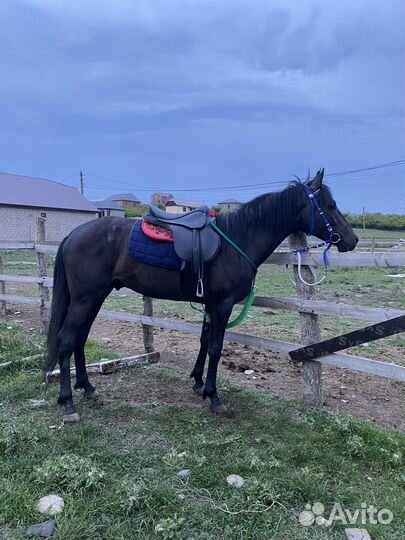 Лошадь жеребец