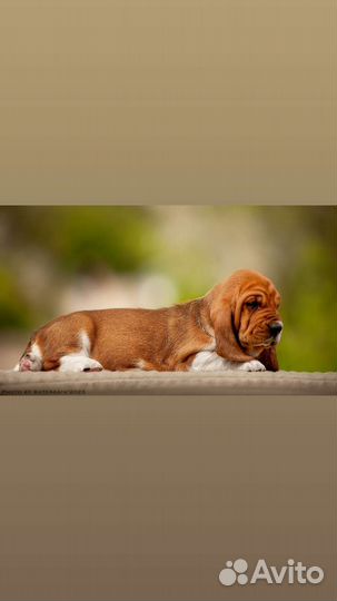 Девочка бассет хаунд