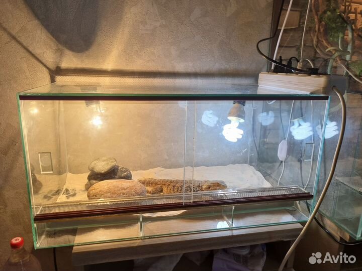 Домашняя ящерица