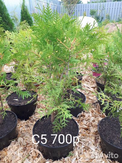 Туя глобоза