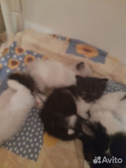 Кошки в добрые руки бесплатно