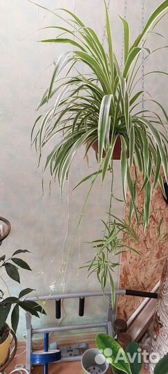 Комнатные цветы