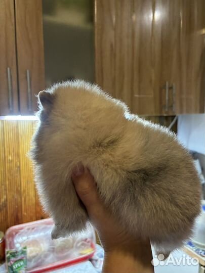 Померанский шпиц