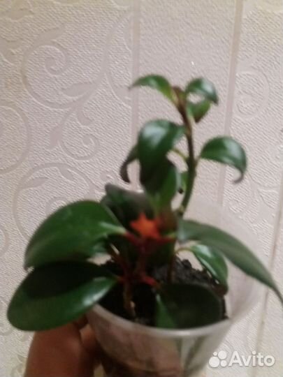 Фикус бенджамина