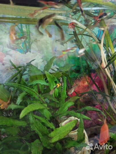 Гуппи рыбки