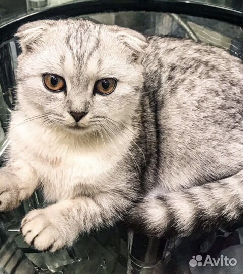 Шотланская вислоухая,вязка