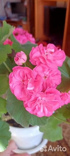 Пеларгония герань