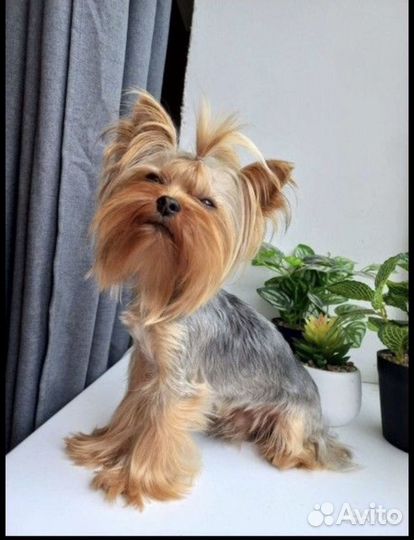 Супер мини жених беби фейс