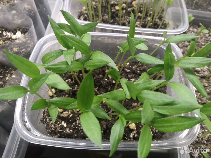 Рассада острого перца