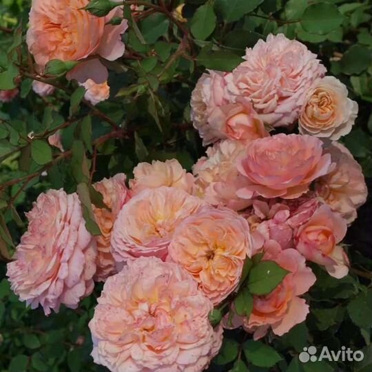 Роза Андрэ Тюрка саженцы