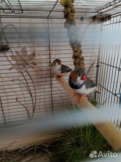 Зебровые выставочные амадины