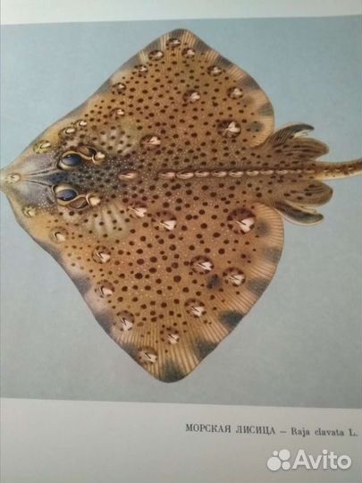 Промысловые рыбы ссср,атлас