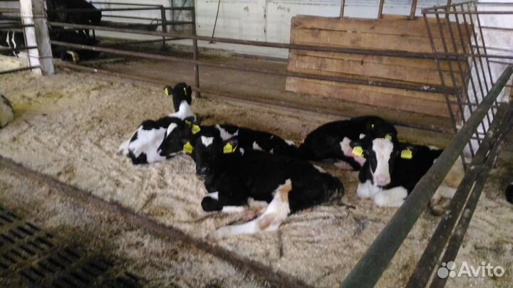 Телята бычки